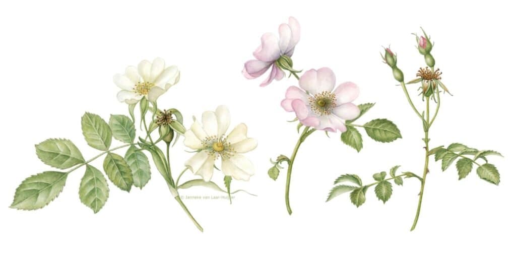 Hondsroos – Rosa canina