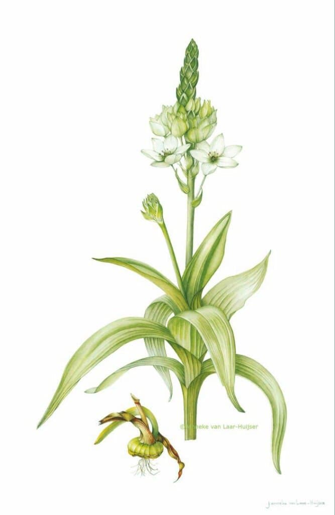 Ornithogalum thyrsoides – Ornithogalum thyrsoides