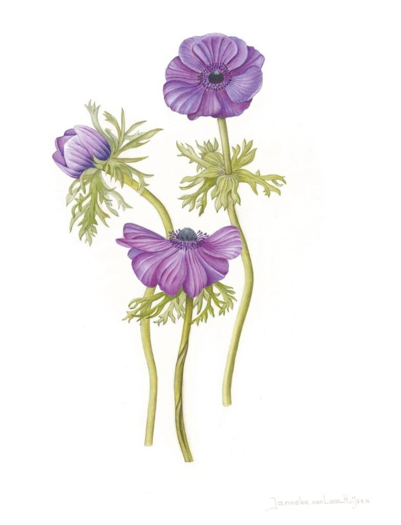 Anemone coronaria – Botanisch aquarel