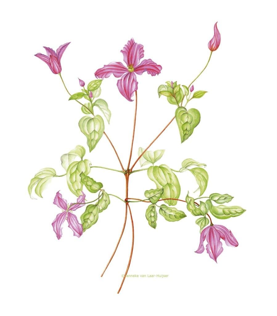 Clematis inspiration – Clematis
