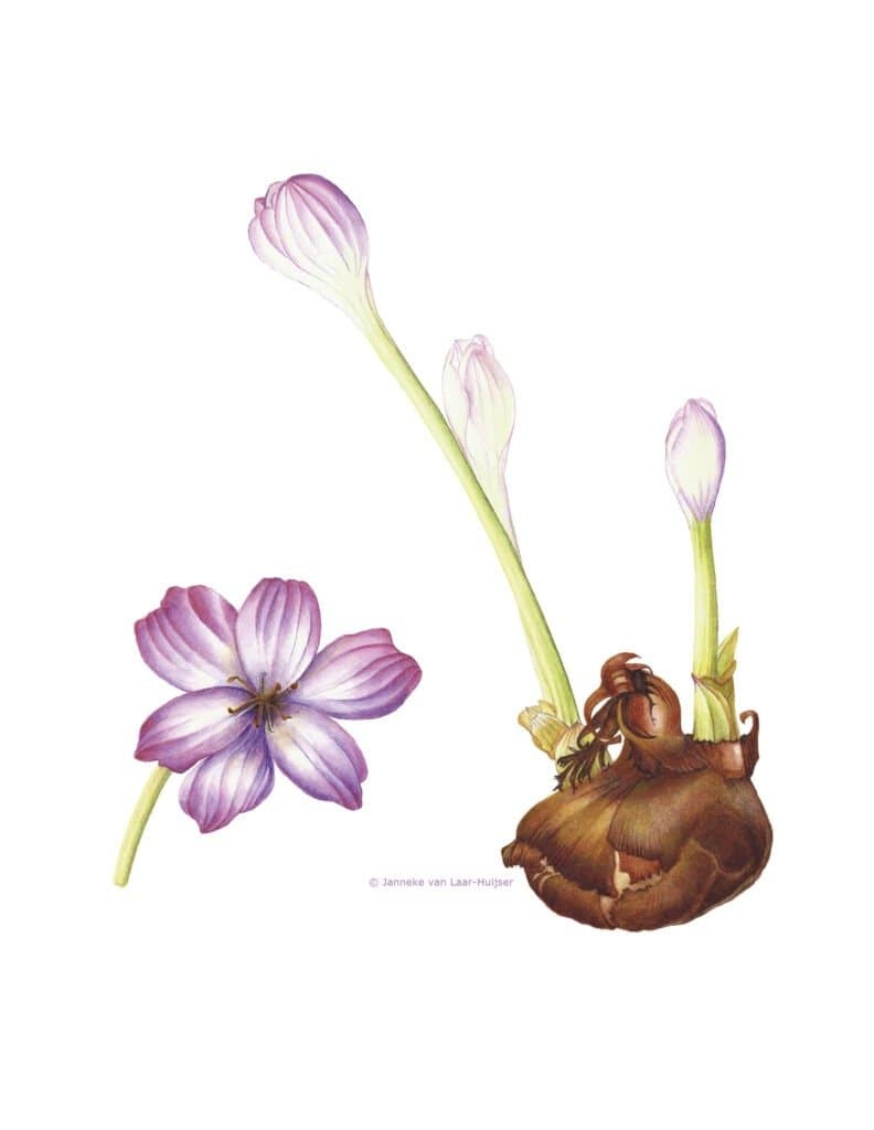 Colchicum byzantinum – Colchicum byzantinum