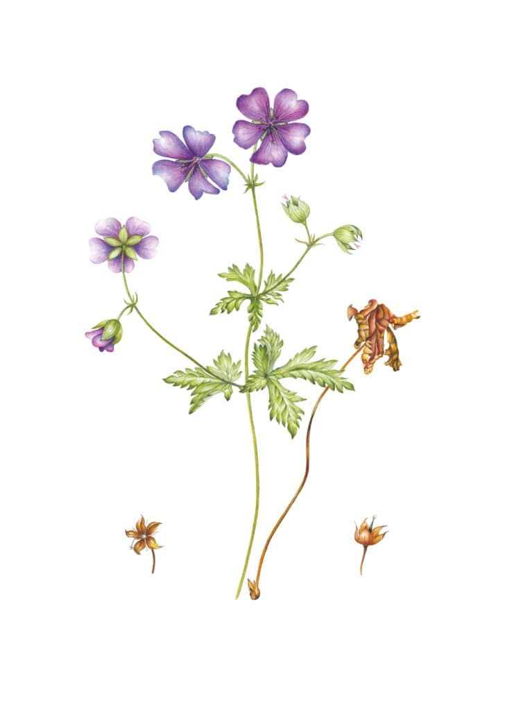 Geranium Pratense – Geranium pratense