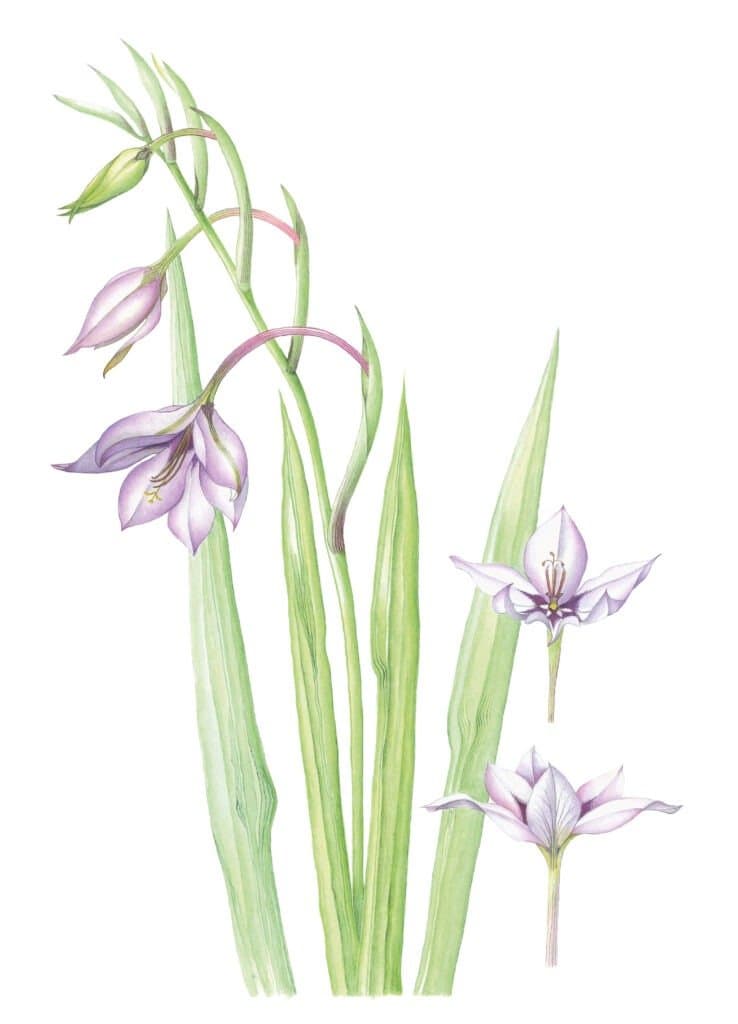 Acidanthera murielea – Gladiolus callianthus