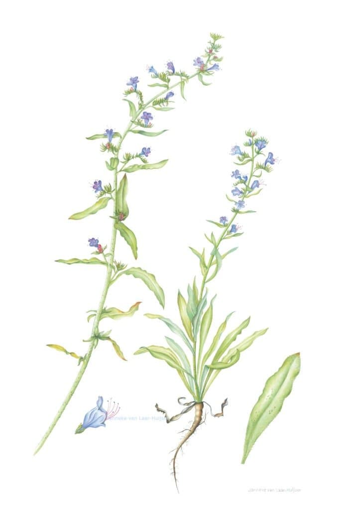 Slangenkruid – Echium vulgare