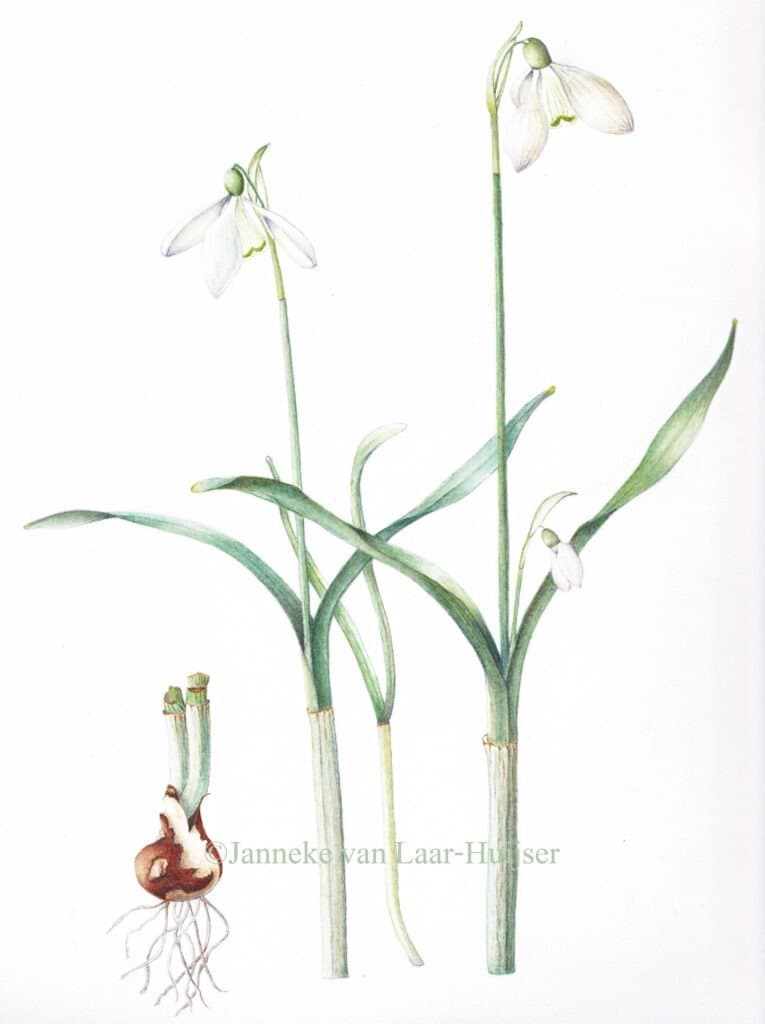Galanthus nivalis – Galanthus nivalis