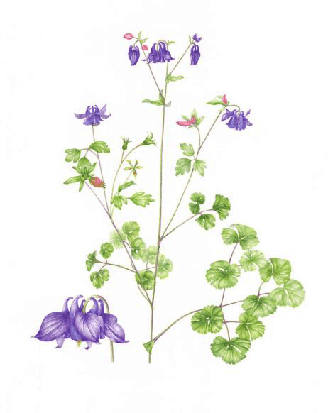 Akelei – Aquilegia