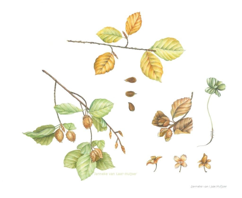 Beuk – Botanisch aquarel
