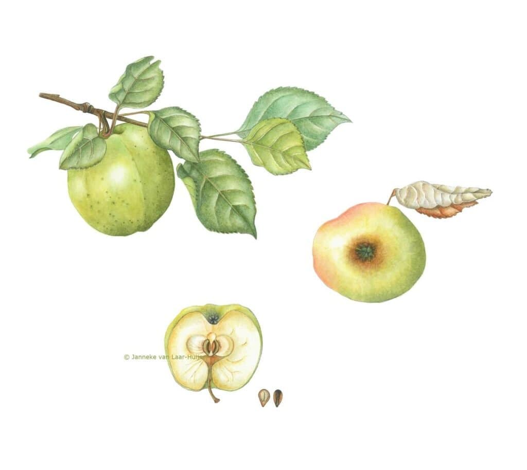 Malus sylvestris – Malus sylvestris