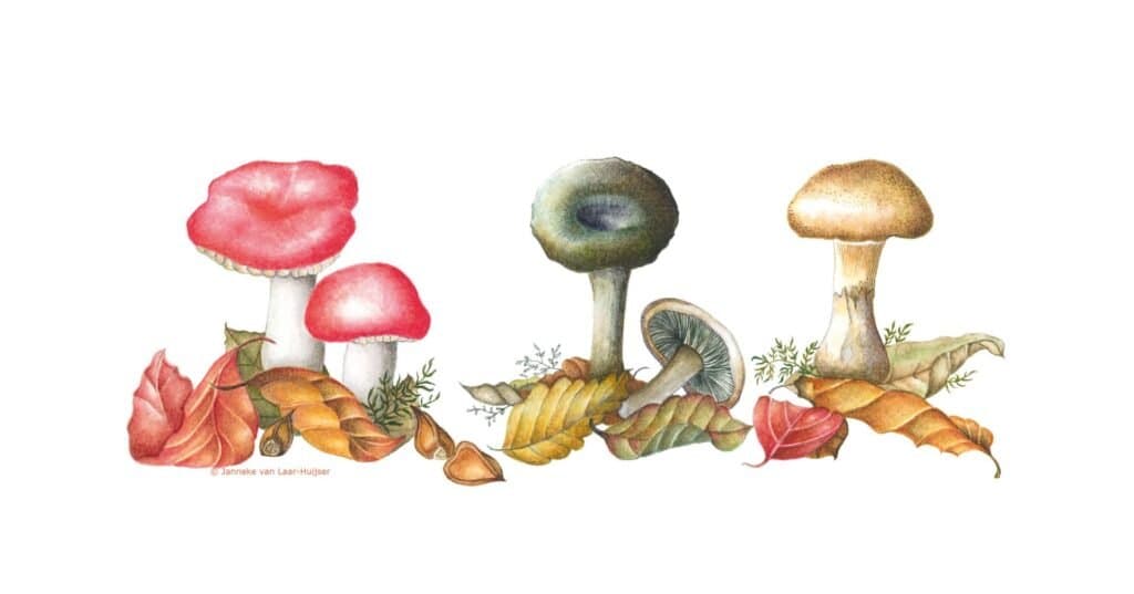 Paddenstoelen – Fungi