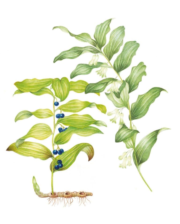Salomonszegel – Polygonatum multiflorum