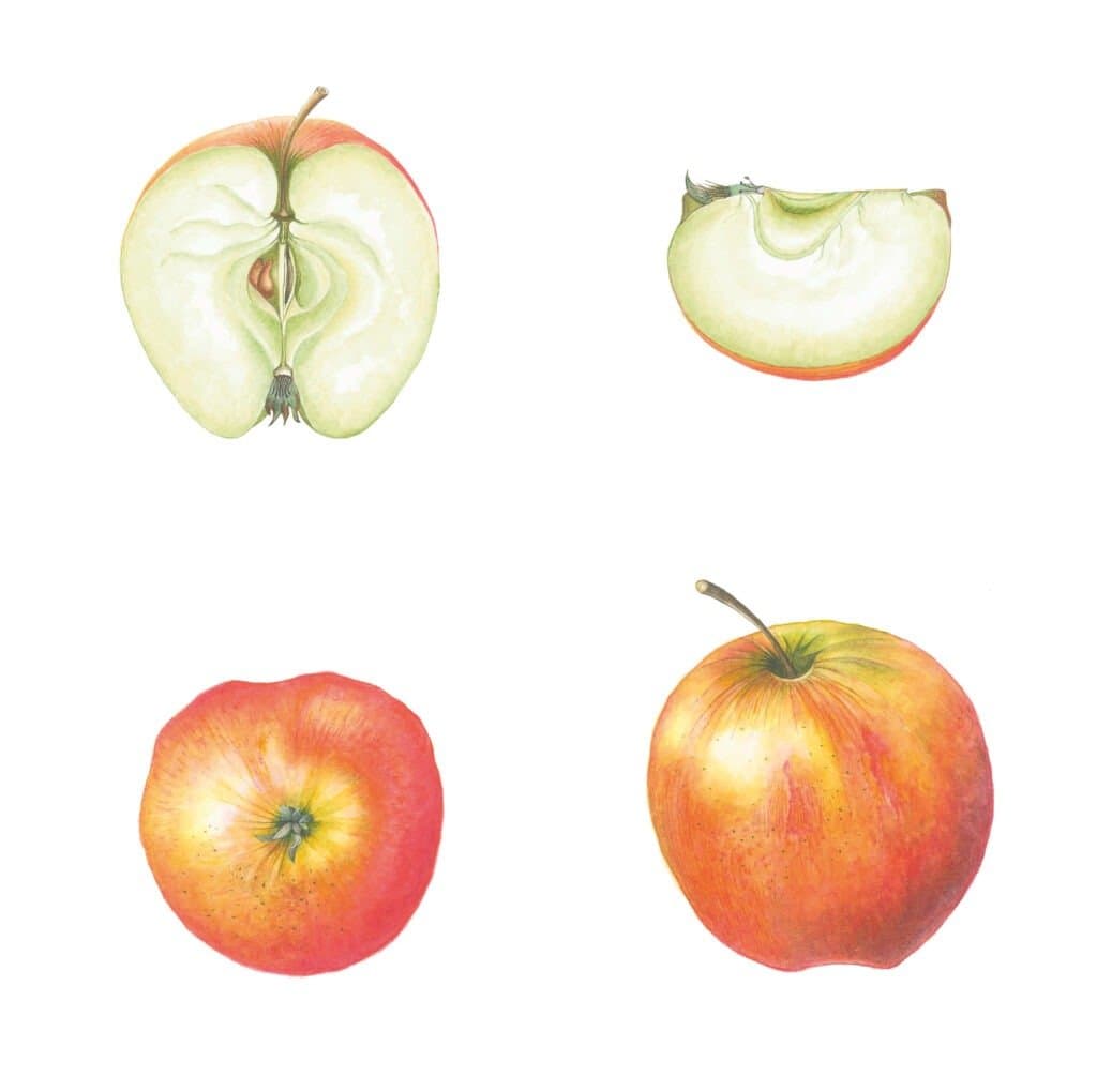 Malus domestica 'Elstar' – Malus domestica 'Elstar'